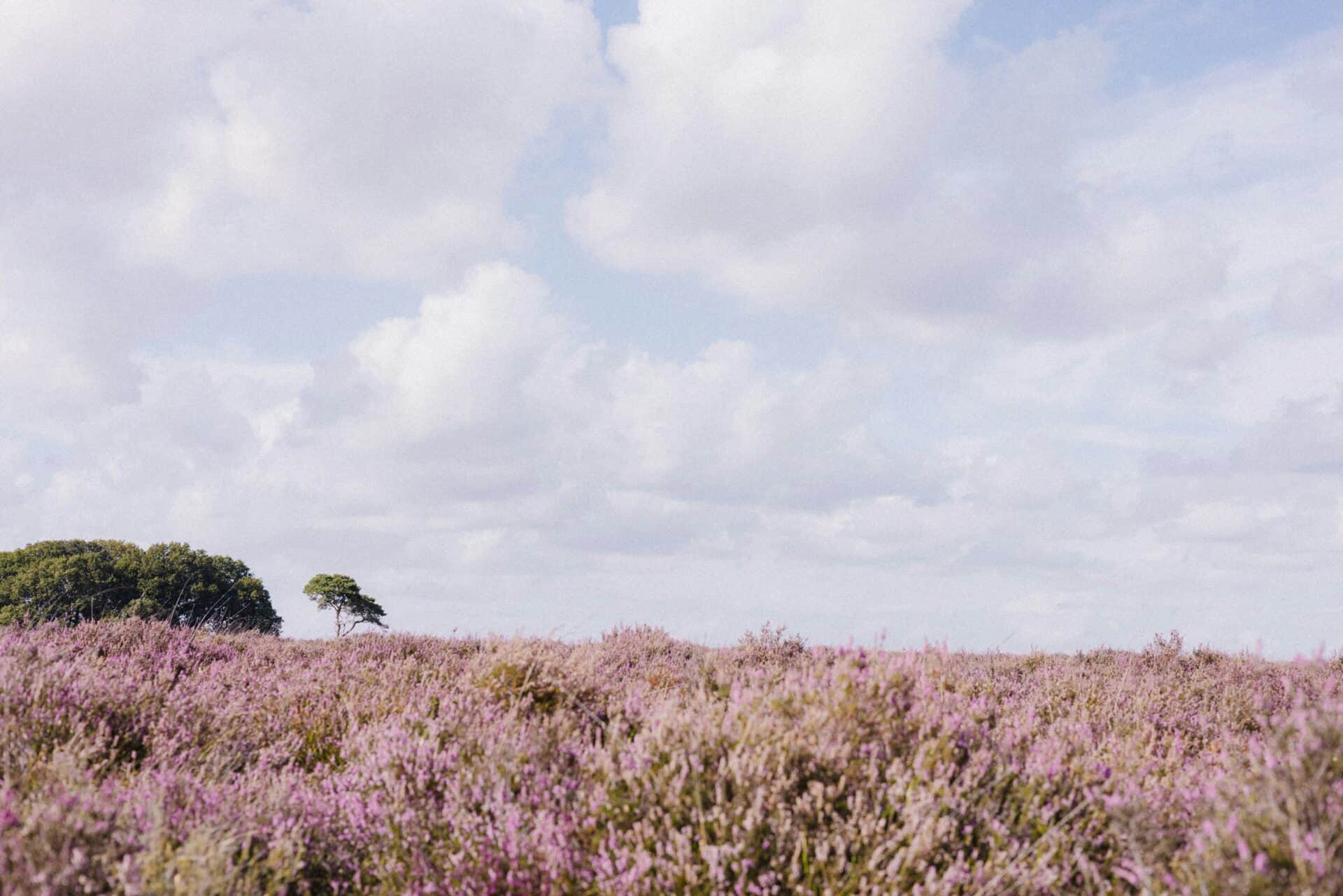 Panoramisch zicht op de Kalmthoutse Heide bij Essen, de regio waarin De Stamtafel netwerkt